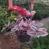 گل و گیاه آپارتمانی برگ بیدی هلندی با کیفیت