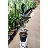 فیکوس سوپر بلک گیاه آپارتمانی زیبا و مقاوم با ارتفاه حدود 70 سانتی متر