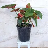 بگونیا بال فرشته گیاه آپارتمانی با برگهای خالدار و گلهای صورتی خوشه ای