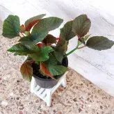 بگونیا بال فرشته گیاه آپارتمانی با برگهای خالدار و گلهای صورتی خوشه ای