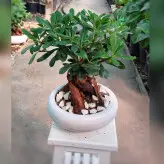 بنسای میخک هندی (پیتسپروم) گیاه آپارتمانی با کیفیت