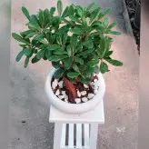 بنسای میخک هندی (پیتسپروم) گیاه آپارتمانی با کیفیت