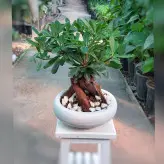 بنسای میخک هندی (پیتسپروم) گیاه آپارتمانی با کیفیت