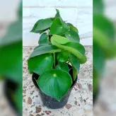 پپرومیا قطره باران پربرگ با شکل قطره باران