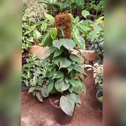 گیاه اسکاندیس سبز چوب دار با ارتفاع حدود 70 سانتی متر