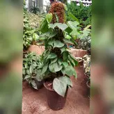 گیاه اسکاندیس سبز چوب دار با ارتفاع حدود 70 سانتی متر