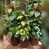 گیاه اسکاندیس سبز چوب دار با ارتفاع حدود 70 سانتی متر