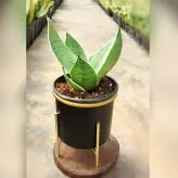 گیاه سانسوریا سیلور گلد به همراه گلدان آلومینیومی پایه دار فلزی