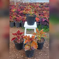 گیاه آپارتمانی پک 4 عددی حسن یوسف فر تایلندی