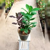 گیاه فردوس گیاه آپارتمانی مقاوم و ماندگار با ارتفاع حدود 30 سانتی متر