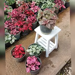 پک 4 عددی گیاه گل سنگ در رنگ های قرمز صورتی و سفید