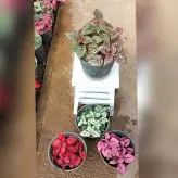 پک 4 عددی گیاه گل سنگ در رنگ های قرمز صورتی و سفید