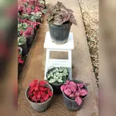 پک 4 عددی گیاه گل سنگ در رنگ های قرمز صورتی و سفید