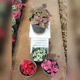 پک 4 عددی گیاه گل سنگ در رنگ های قرمز صورتی و سفید