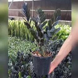 گل و گیاه آپارتمانی زامیفولیا بلک بسیار پر غلاف و با ارتفاع 60 سانتی متر