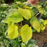 گل و گیاه آپارتمانی اسکاندیس ابلق طلایی سایز کاسه بسیار با کیفیت و سرحال
