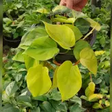 گل و گیاه آپارتمانی اسکاندیس ابلق طلایی سایز کاسه بسیار با کیفیت و سرحال