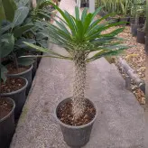 گل و گیاه آپارتمانی نخل ماداگاسکار با کیفیت با ارتفاع حدود 65 سانتی متر