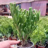 گیاه کراسولا سم اسبی مقاوم با شکل خاص