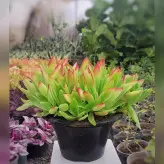 گیاه آپارتمانی کراسولا آتشین کاسه پر