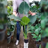 بابا آدم جاینت آلوکازیا بسیار خاص و زیبا با ارتفاع حدود 90 سانتی متر