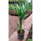 گیاه پرنده بهشتی ( استرلیتزیا ) گل نارنجی سایز بزرگ با ارتفاع حدود 140 سانتی متر