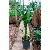 گیاه پرنده بهشتی ( استرلیتزیا ) گل نارنجی سایز بزرگ با ارتفاع حدود 140 سانتی متر