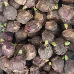 پیاز گل سنبل آماده کاشت برای سفره هفت سین پک 2 عددی