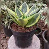 گل و گیاه سانسوریا هانی گلد گلدان 14