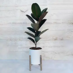 فیکوس بلک گیاه آپارتمانی مقاوم همراه با گلدان پلیمری و پایه پلیمری