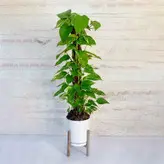 پتوس سبز چماقی گیاه آپارتمانی همراه با گلدان پلیمری و پایه پلیمری