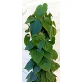 اسکاندیس سبز چماقی گیاه آپارتمانی مقاوم و زیبا همراه با گلدان پلیمری و پایه پلیمری