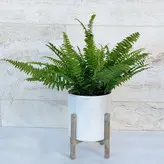 سرخس بوستون گیاه آپارتمانی مقاوم و دکوراتیو همراه با گلدان پلیمری و پایه پلیمری