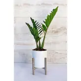 زاموفیلیا سبز گیاه آپارتمانی مقاوم و شیک همراه با گلدان پلیمری و پایه پلیمری