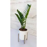 زاموفیلیا سبز گیاه آپارتمانی مقاوم و شیک همراه با گلدان پلیمری و پایه پلیمری