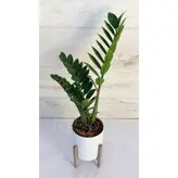 زاموفیلیا سبز گیاه آپارتمانی مقاوم و شیک همراه با گلدان پلیمری و پایه پلیمری