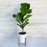 فیکوس لیراتا گیاه آپارتمانی مقاوم و دکوراتیو همراه با گلدان پلیمری و پایه پلیمری