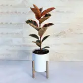 فیکوس شرابی گیاه آپارتمانی خاص و زیبا همراه با گلدان پلیمری و پایه پلیمری