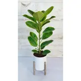 فیکوس آلتیسما گیاه آپارتمانی خاص و شیک همراه با گلدان پلیمری و پایه پلیمری