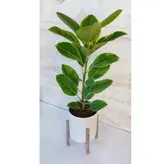 فیکوس آلتیسما گیاه آپارتمانی خاص و شیک همراه با گلدان پلیمری و پایه پلیمری