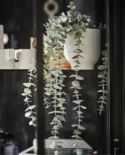 بوته اکالیپتوس ایکیا