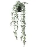 بوته اکالیپتوس ایکیا