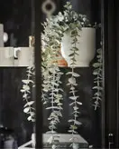 بوته اکالیپتوس ایکیا