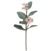 شاخه گل اکالیپتوس 🌸