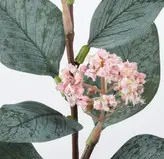 شاخه گل اکالیپتوس 🌸