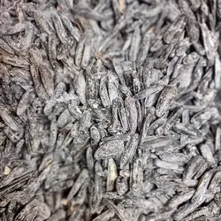 تخمه آفتابگردان قلمی شور