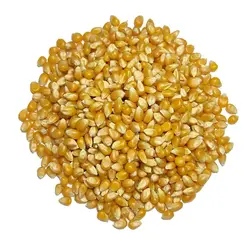 ذرت یک کیلو