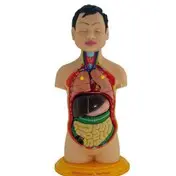 مولاژ نیم تنه انسان عروسکی 1/4 اندازه طبیعی