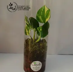 تراریوم پتوس استوانه