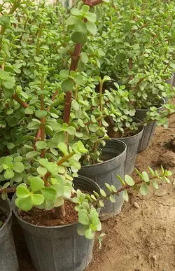 بنسای خرفه گلدان سایز ۱۴ پک ۴ عددی با کیفیت و مقاوم